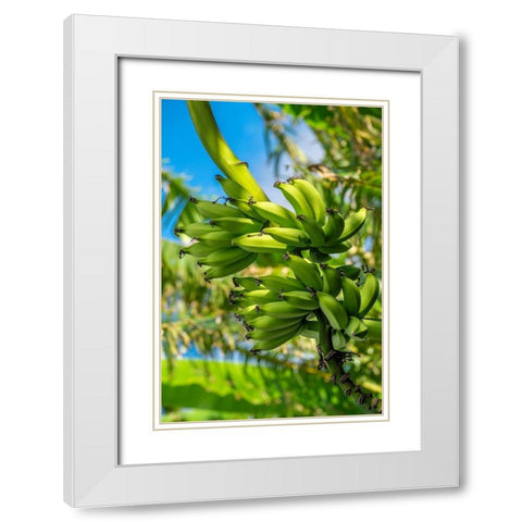 Bunch of bananas on tree White Modern Wood Framed Art Print with Double Matting by Engelbrecht, Jim