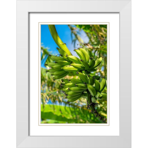 Bunch of bananas on tree White Modern Wood Framed Art Print with Double Matting by Engelbrecht, Jim