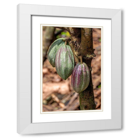 Cacao fruit White Modern Wood Framed Art Print with Double Matting by Engelbrecht, Jim