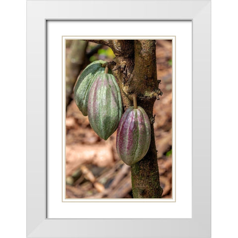 Cacao fruit White Modern Wood Framed Art Print with Double Matting by Engelbrecht, Jim