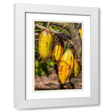 Cacao fruit White Modern Wood Framed Art Print with Double Matting by Engelbrecht, Jim