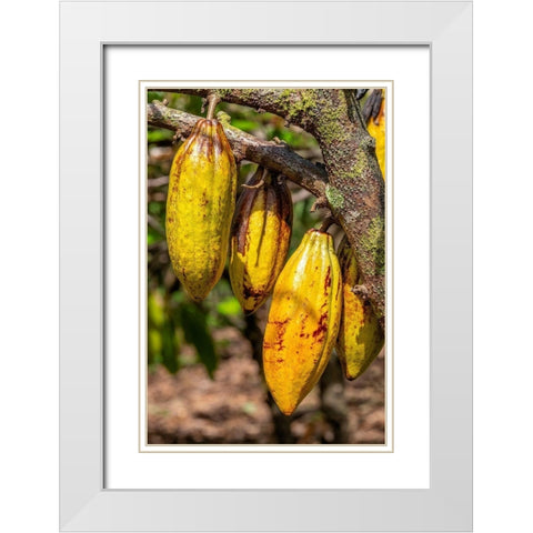 Cacao fruit White Modern Wood Framed Art Print with Double Matting by Engelbrecht, Jim