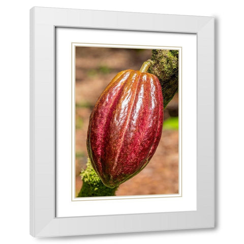 Cacao fruit White Modern Wood Framed Art Print with Double Matting by Engelbrecht, Jim