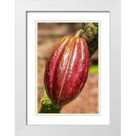 Cacao fruit White Modern Wood Framed Art Print with Double Matting by Engelbrecht, Jim