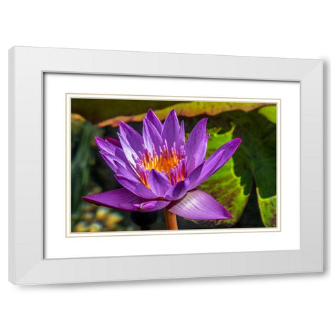 Cape Blue Water lily White Modern Wood Framed Art Print with Double Matting by Engelbrecht, Jim