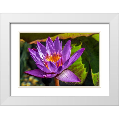 Cape Blue Water lily White Modern Wood Framed Art Print with Double Matting by Engelbrecht, Jim