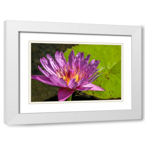 Cape Blue Water lily White Modern Wood Framed Art Print with Double Matting by Engelbrecht, Jim