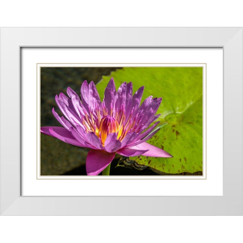 Cape Blue Water lily White Modern Wood Framed Art Print with Double Matting by Engelbrecht, Jim