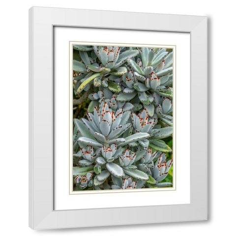 Chocolate Soldier Kalanchoe White Modern Wood Framed Art Print with Double Matting by Engelbrecht, Jim