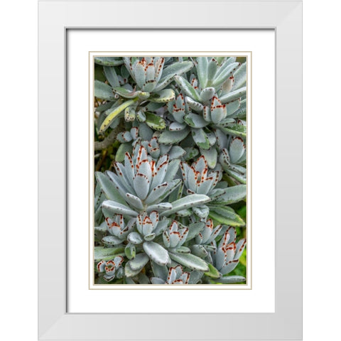 Chocolate Soldier Kalanchoe White Modern Wood Framed Art Print with Double Matting by Engelbrecht, Jim