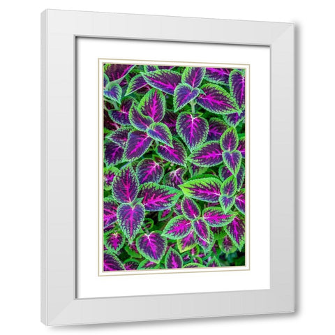 Coleus plant White Modern Wood Framed Art Print with Double Matting by Engelbrecht, Jim