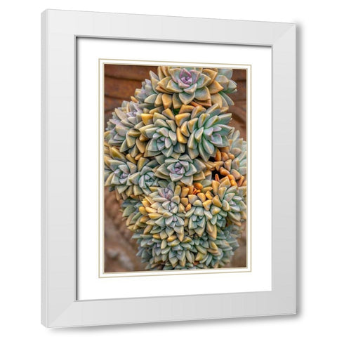 Crassulaceae-succulent White Modern Wood Framed Art Print with Double Matting by Engelbrecht, Jim