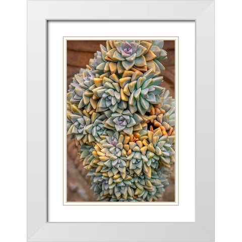 Crassulaceae-succulent White Modern Wood Framed Art Print with Double Matting by Engelbrecht, Jim