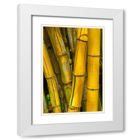Detail of golden bamboo White Modern Wood Framed Art Print with Double Matting by Engelbrecht, Jim