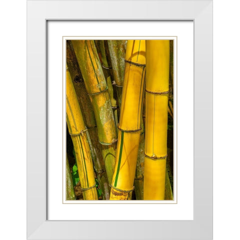 Detail of golden bamboo White Modern Wood Framed Art Print with Double Matting by Engelbrecht, Jim