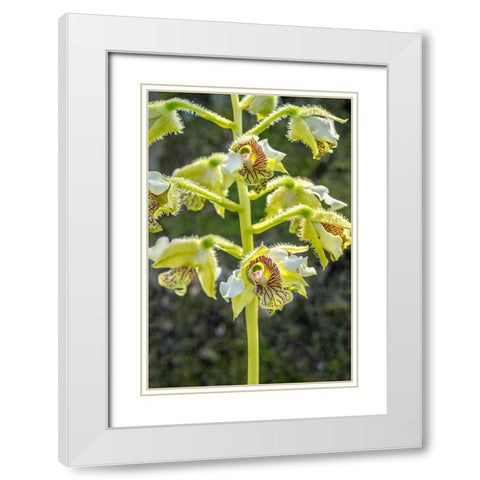 Exotic Orchid White Modern Wood Framed Art Print with Double Matting by Engelbrecht, Jim