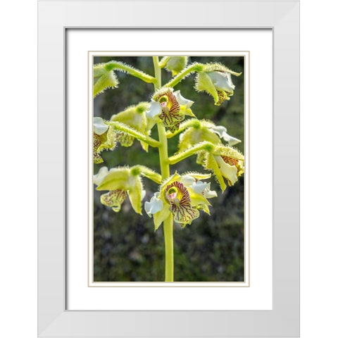 Exotic Orchid White Modern Wood Framed Art Print with Double Matting by Engelbrecht, Jim