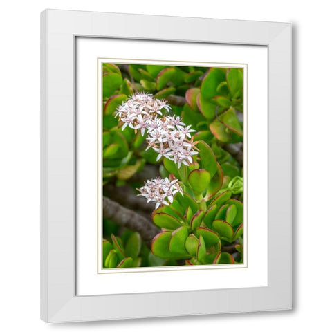 Flowering Stonecrop White Modern Wood Framed Art Print with Double Matting by Engelbrecht, Jim