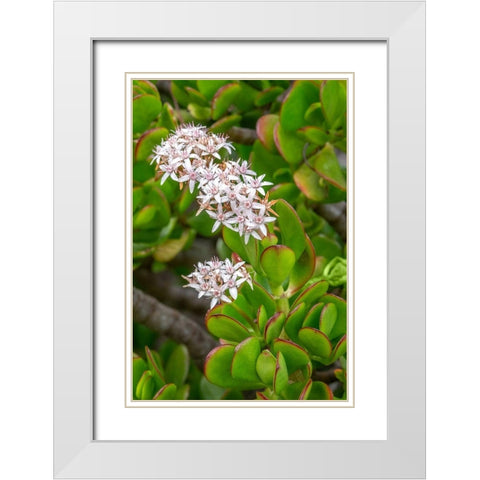 Flowering Stonecrop White Modern Wood Framed Art Print with Double Matting by Engelbrecht, Jim