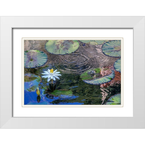 Frogs among Woods White Knight lilies White Modern Wood Framed Art Print with Double Matting by Engelbrecht, Jim