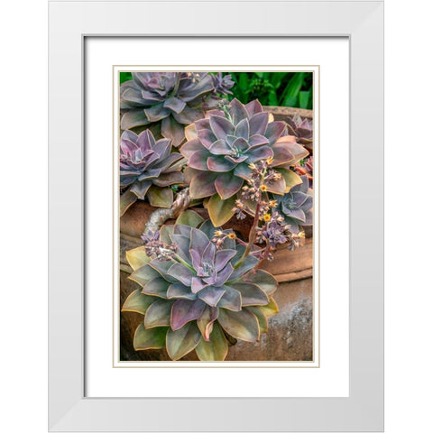 Ghost plant-succulent in a clay pot White Modern Wood Framed Art Print with Double Matting by Engelbrecht, Jim