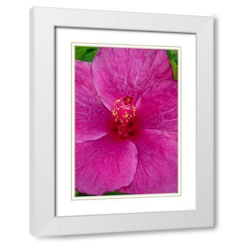 Hibiscus White Modern Wood Framed Art Print with Double Matting by Engelbrecht, Jim
