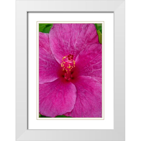 Hibiscus White Modern Wood Framed Art Print with Double Matting by Engelbrecht, Jim