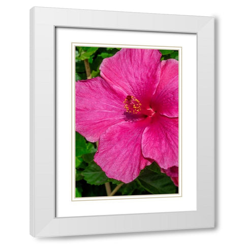 Hibiscus White Modern Wood Framed Art Print with Double Matting by Engelbrecht, Jim