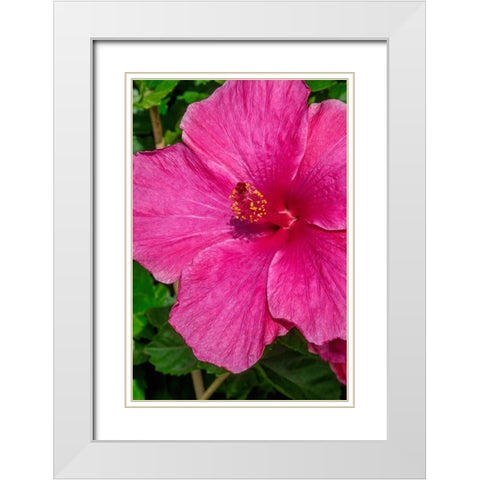 Hibiscus White Modern Wood Framed Art Print with Double Matting by Engelbrecht, Jim