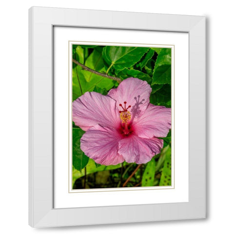 Hibiscus White Modern Wood Framed Art Print with Double Matting by Engelbrecht, Jim