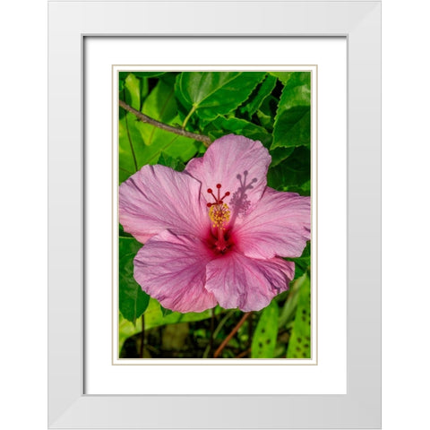 Hibiscus White Modern Wood Framed Art Print with Double Matting by Engelbrecht, Jim
