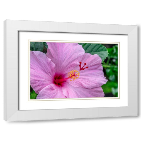 Hibiscus White Modern Wood Framed Art Print with Double Matting by Engelbrecht, Jim