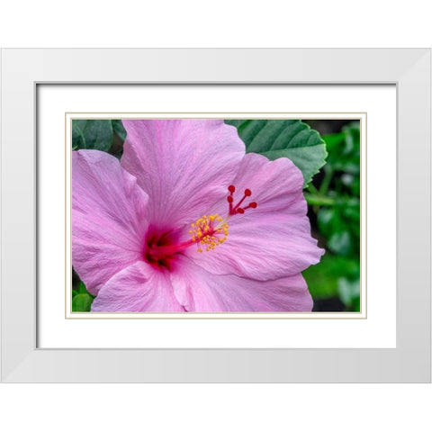 Hibiscus White Modern Wood Framed Art Print with Double Matting by Engelbrecht, Jim