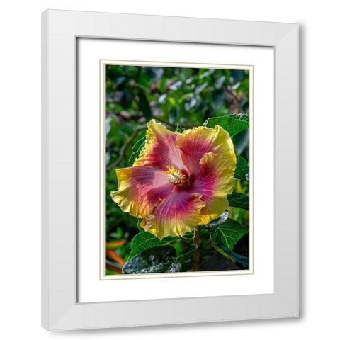 Hibiscus flower White Modern Wood Framed Art Print with Double Matting by Engelbrecht, Jim