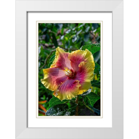 Hibiscus flower White Modern Wood Framed Art Print with Double Matting by Engelbrecht, Jim