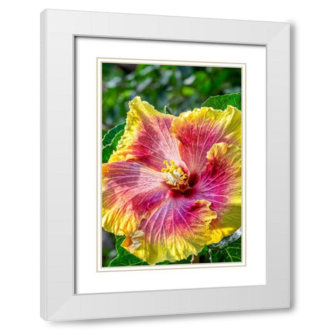 Hibiscus flower White Modern Wood Framed Art Print with Double Matting by Engelbrecht, Jim
