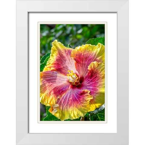Hibiscus flower White Modern Wood Framed Art Print with Double Matting by Engelbrecht, Jim