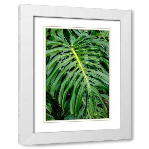 Hurricane Plant White Modern Wood Framed Art Print with Double Matting by Engelbrecht, Jim