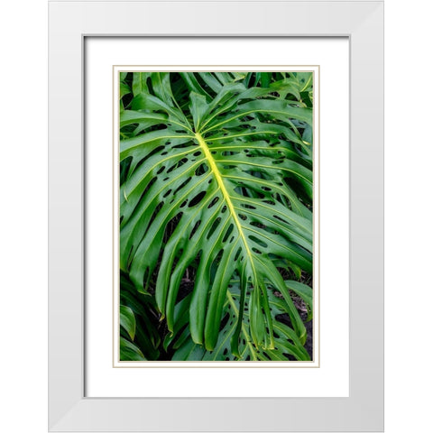 Hurricane Plant White Modern Wood Framed Art Print with Double Matting by Engelbrecht, Jim