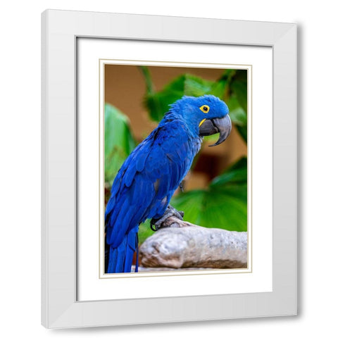 Hyacinth Macaw White Modern Wood Framed Art Print with Double Matting by Engelbrecht, Jim