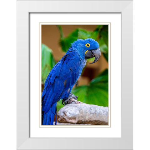 Hyacinth Macaw White Modern Wood Framed Art Print with Double Matting by Engelbrecht, Jim