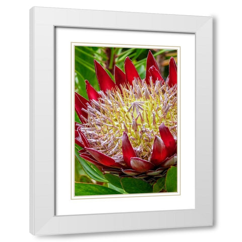 King Protea flower White Modern Wood Framed Art Print with Double Matting by Engelbrecht, Jim