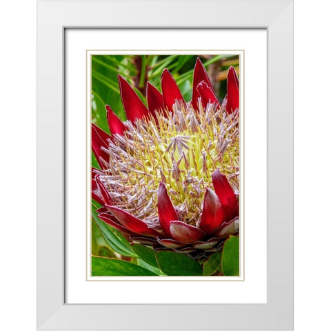King Protea flower White Modern Wood Framed Art Print with Double Matting by Engelbrecht, Jim