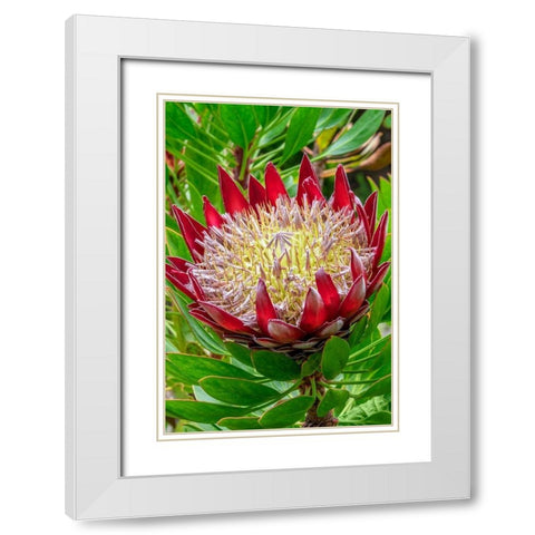 King Protea flower White Modern Wood Framed Art Print with Double Matting by Engelbrecht, Jim