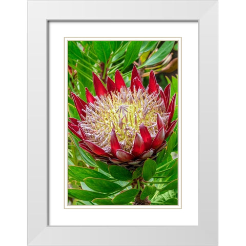 King Protea flower White Modern Wood Framed Art Print with Double Matting by Engelbrecht, Jim