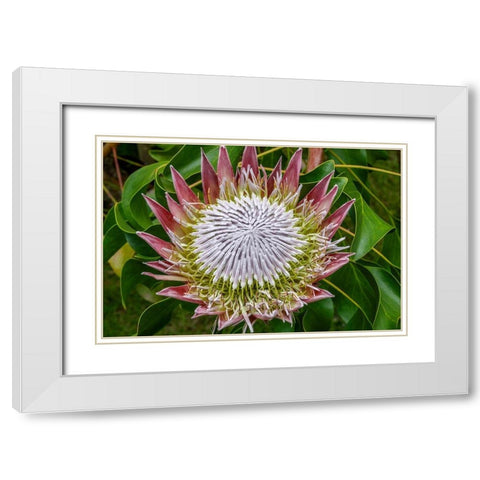 King Protea flower White Modern Wood Framed Art Print with Double Matting by Engelbrecht, Jim