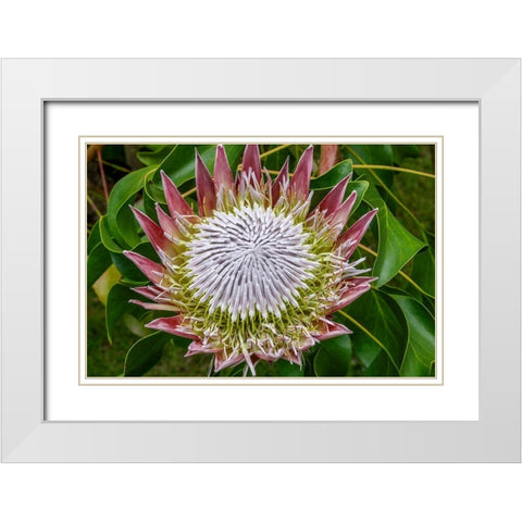 King Protea flower White Modern Wood Framed Art Print with Double Matting by Engelbrecht, Jim