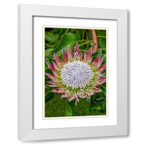 King Protea flower White Modern Wood Framed Art Print with Double Matting by Engelbrecht, Jim