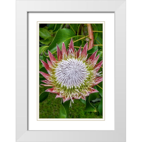 King Protea flower White Modern Wood Framed Art Print with Double Matting by Engelbrecht, Jim