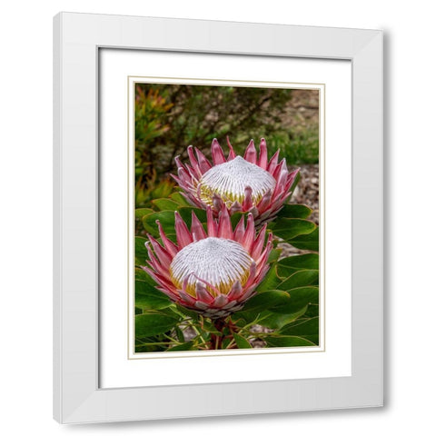 King Protea flower White Modern Wood Framed Art Print with Double Matting by Engelbrecht, Jim